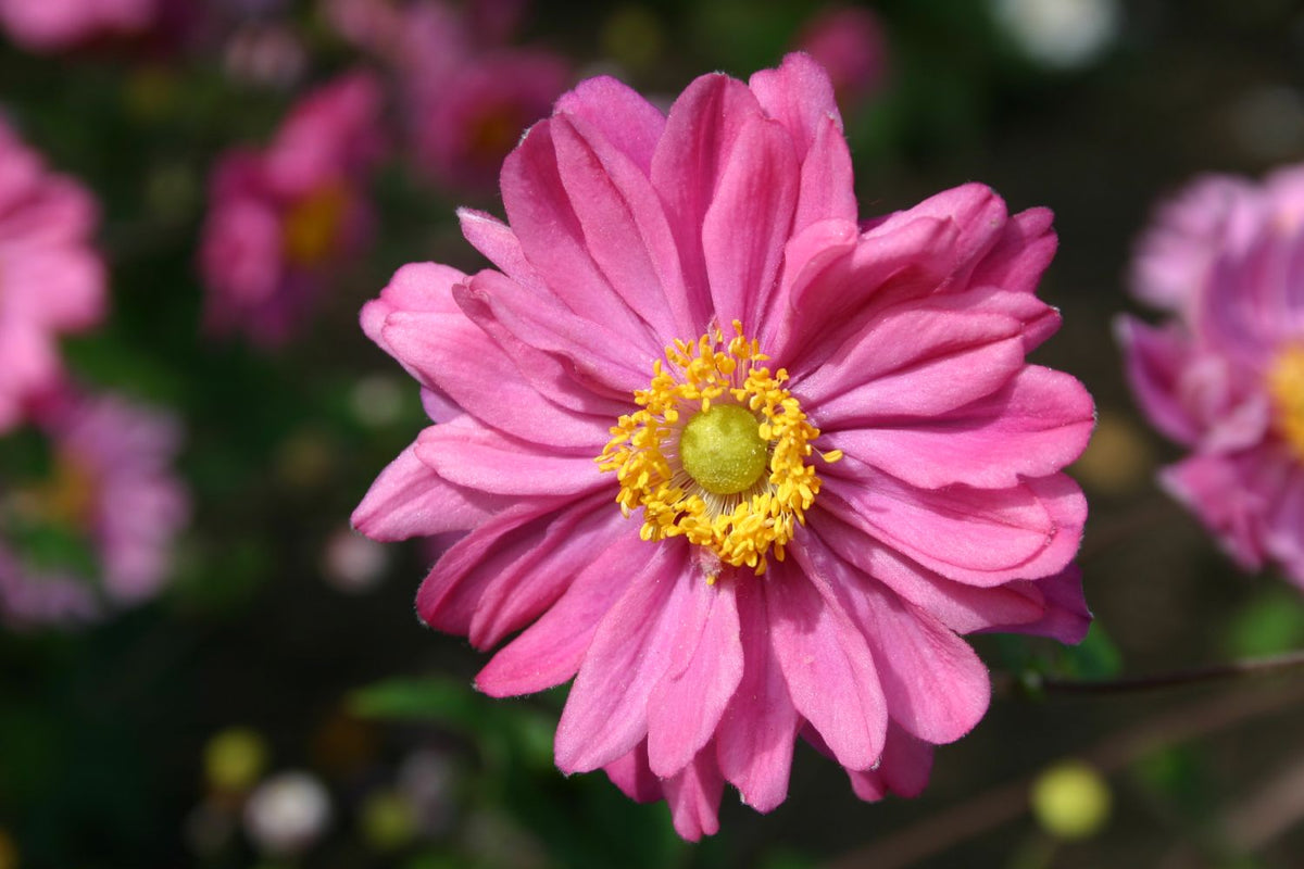 Anemone x japonica 'Pamina' (Herbstanemone) - P 1