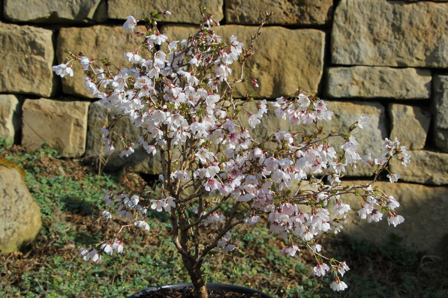 Prunus incisa 'Kojou-no-mai' Geschlitzte Kirsche