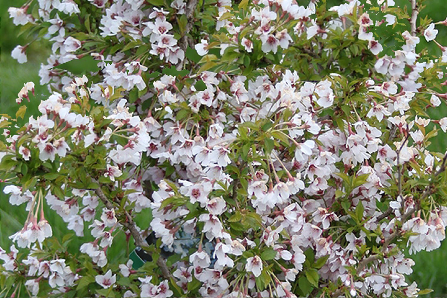 Prunus incisa 'Kojou-no-mai' (Geschlitzte Kirsche)