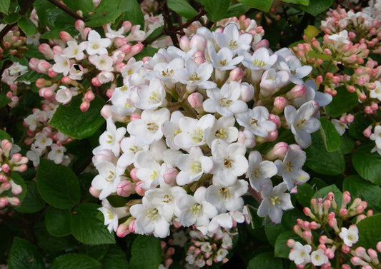 Viburnum burkwoodii Oster-Schneeball
