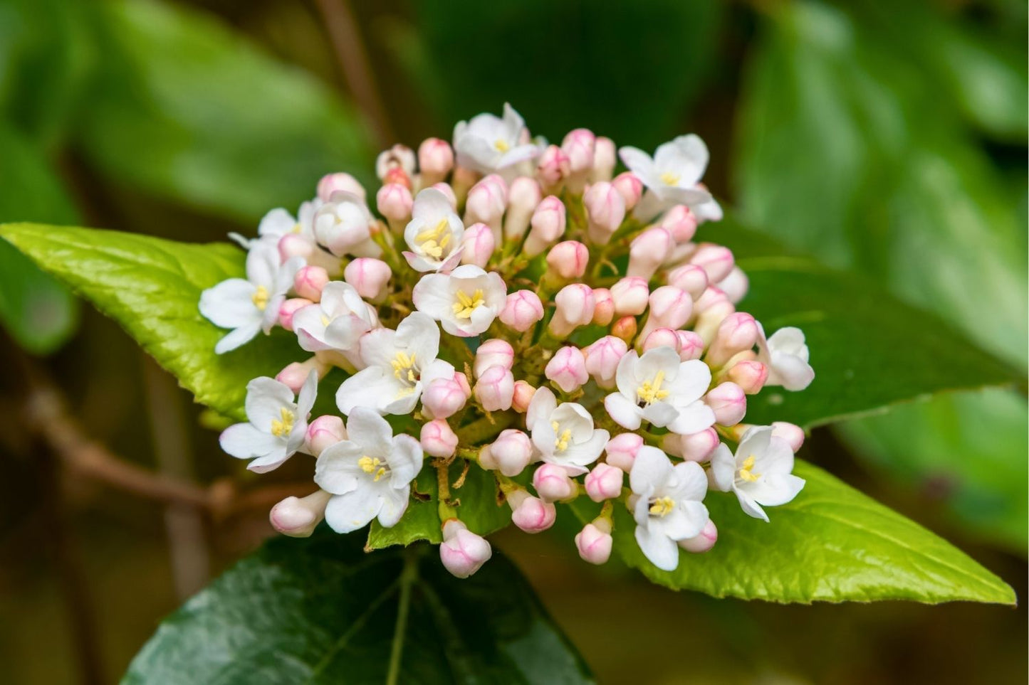 Viburnum burkwoodii Oster-Schneeball