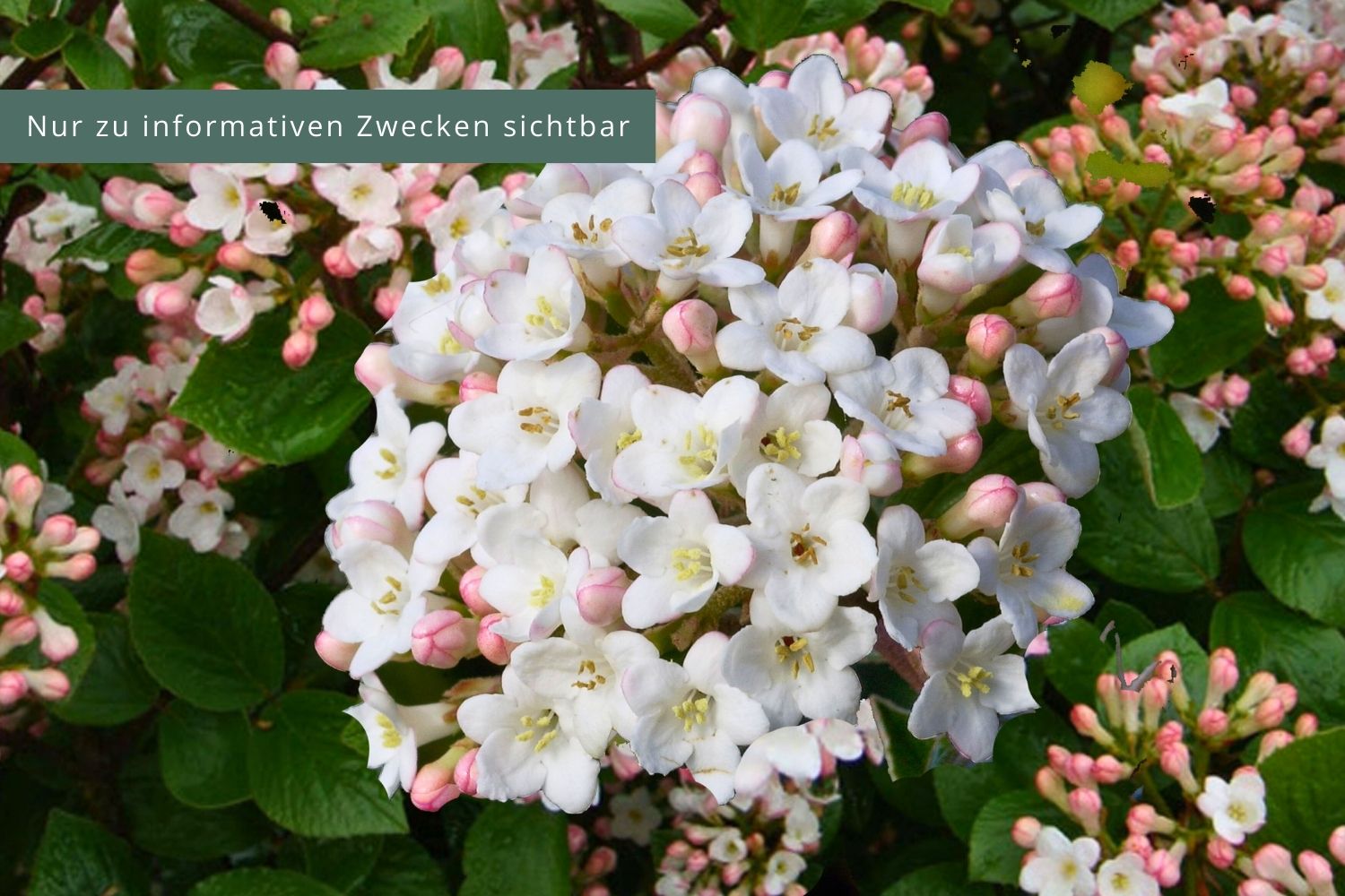 Viburnum burkwoodii Oster-Schneeball