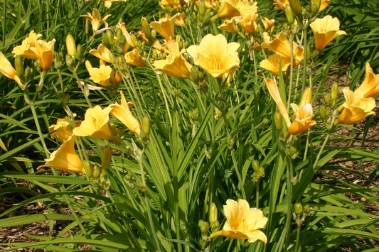 Hemerocallis 'Stella de Oro' Kleinblumige Taglilie