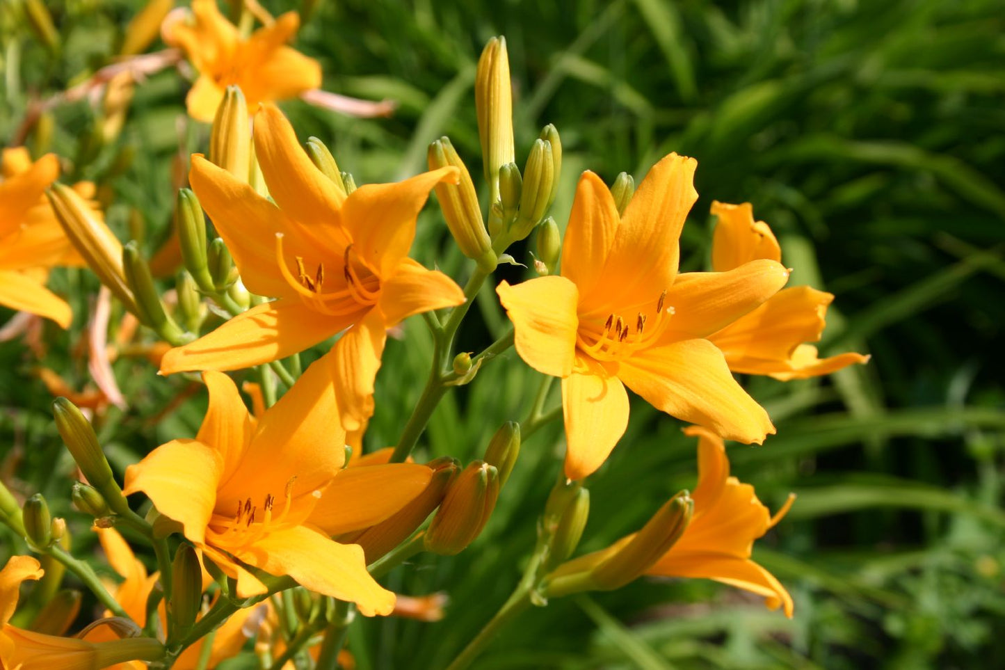 Hemerocallis 'Tinkerbell' Miniaturblütige Taglilie