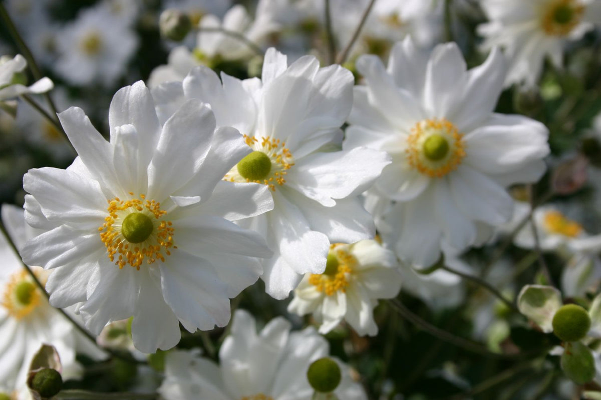 Anemone x japonica 'Whirlwind' (Herbstanemone) - P 1