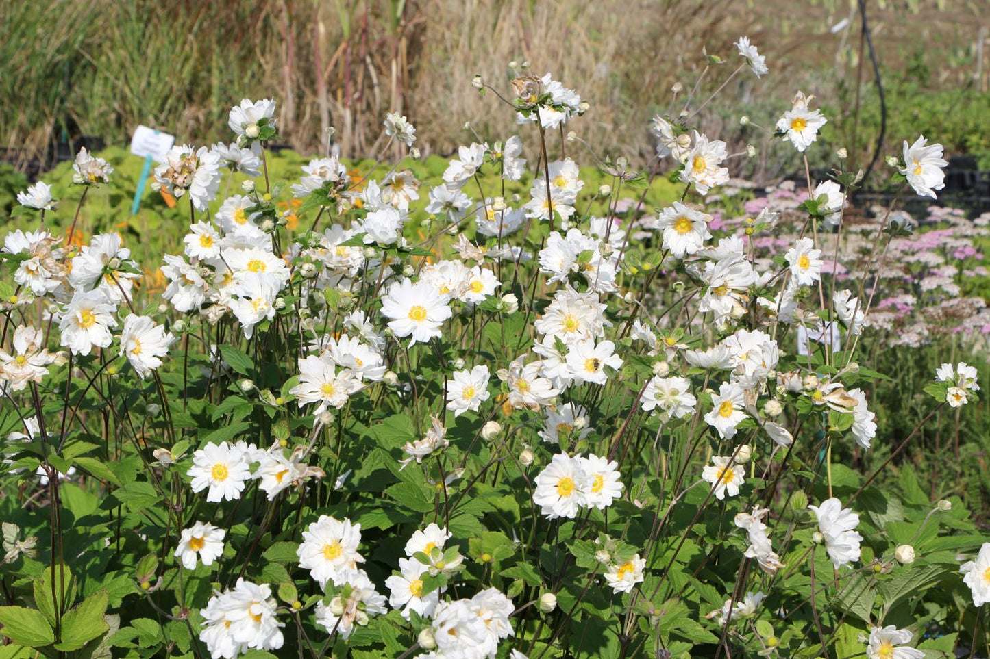Anemone x japonica 'Whirlwind' (Herbstanemone)