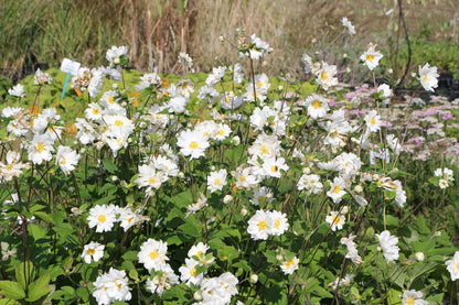 Anemone x japonica 'Whirlwind' (Herbstanemone)