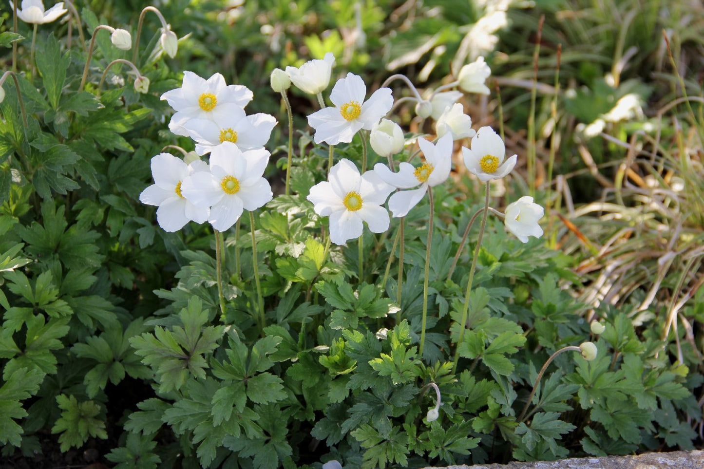Anemone sylvestris Wald Windröschen