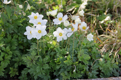 Anemone sylvestris Wald Windröschen