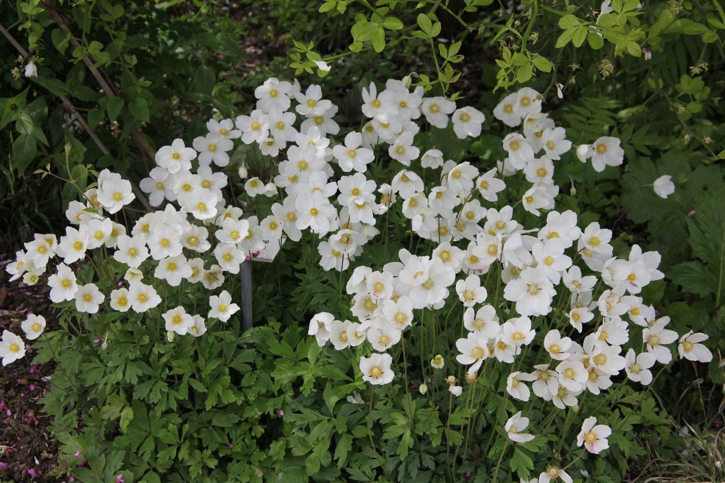Anemone sylvestris (Wald Windröschen)