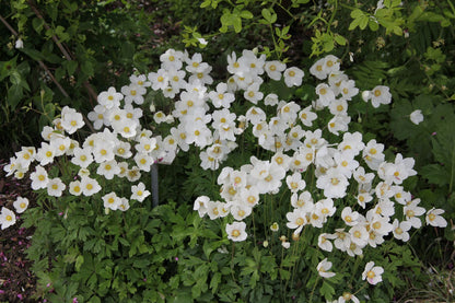 Anemone sylvestris (Wald Windröschen)