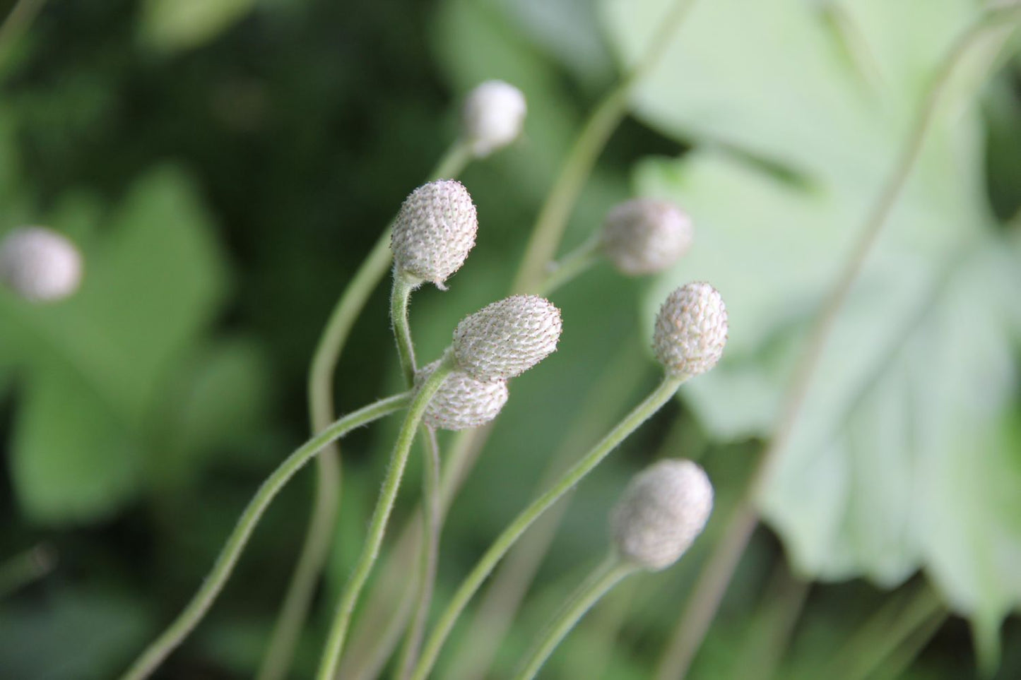Anemone sylvestris (Wald Windröschen)