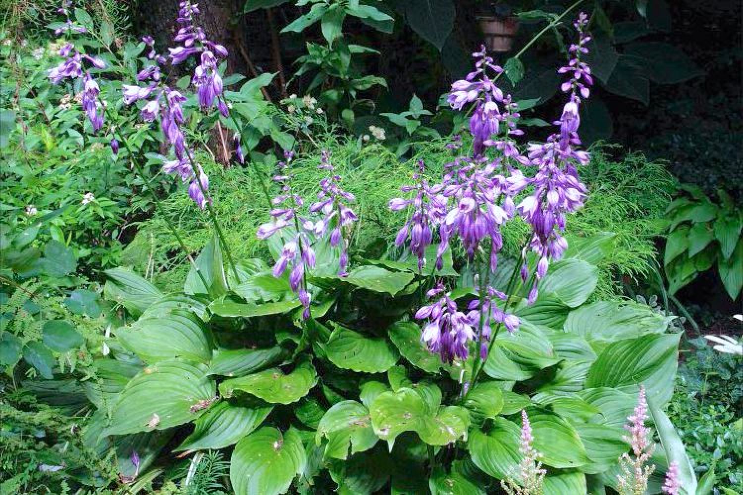 Hosta ventricosa Glocken-Funkie