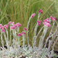 Antennaria dioica 'Rubra' Garten-Katzenpfötchen