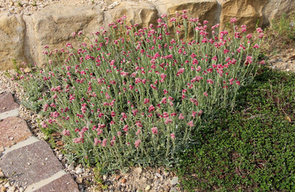 Antennaria dioica 'Rubra' (Garten-Katzenpfötchen)