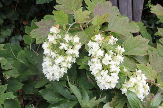 Hydrangea quercifolia 'Snowflake' Eichblatthortensie