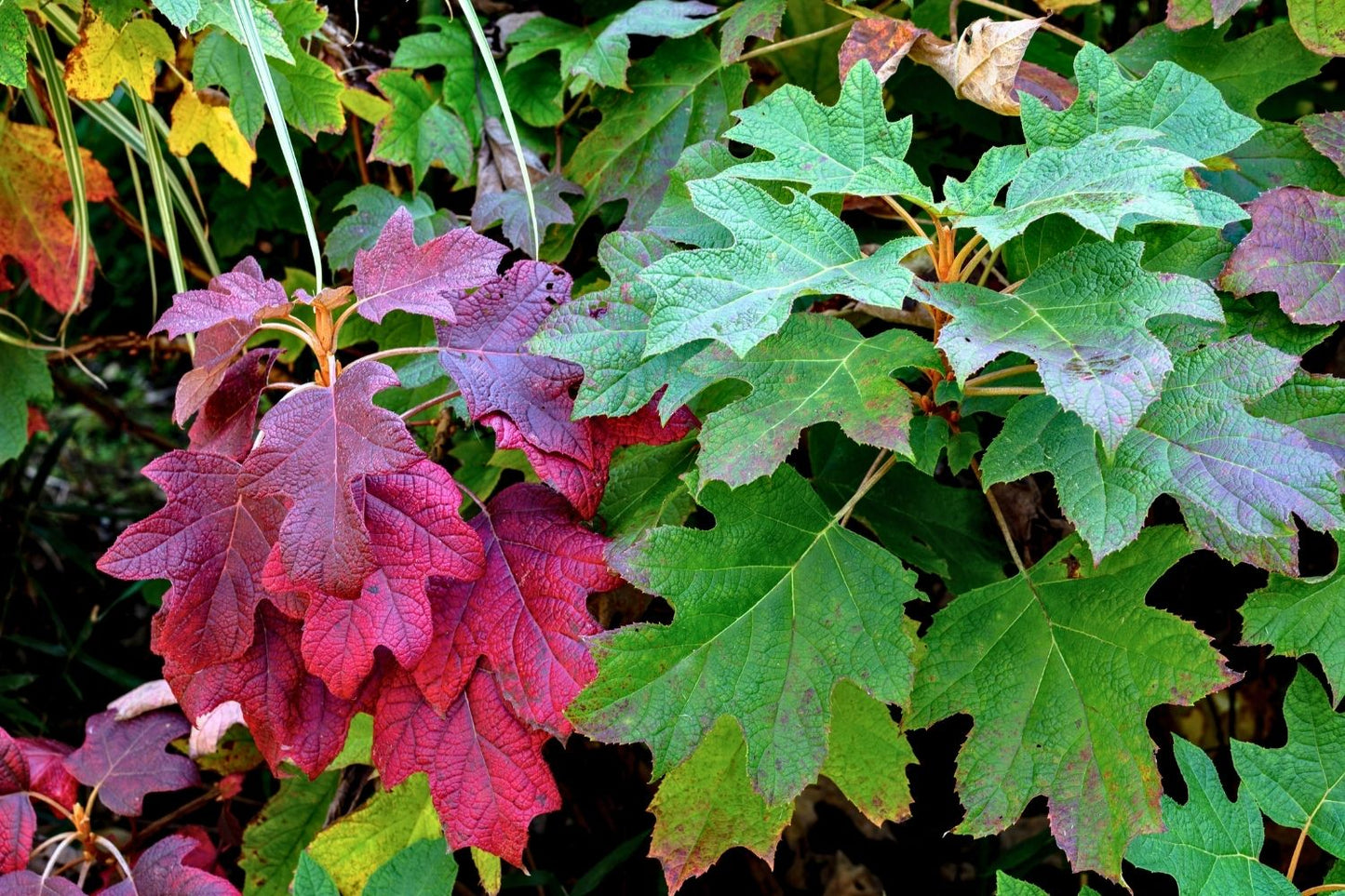 Hydrangea quercifolia 'Snowflake' (Eichblatthortensie)