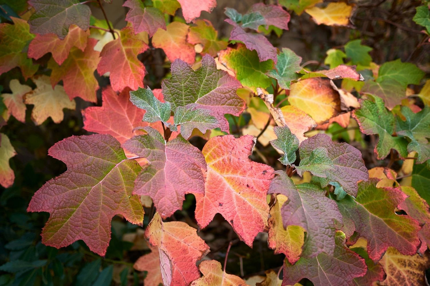Hydrangea quercifolia 'Snowflake' (Eichblatthortensie)