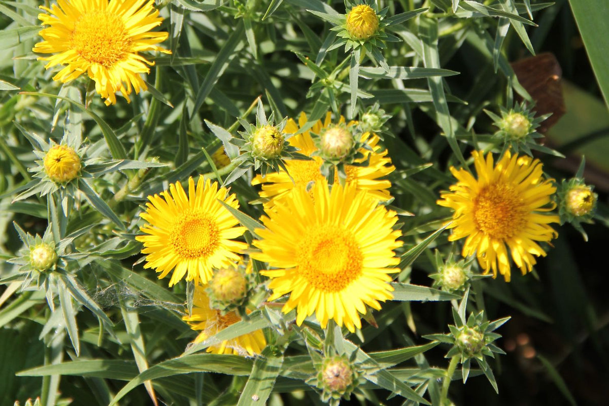 Inula Invasive Inula ensifolia (Schwertblättriger Alant)