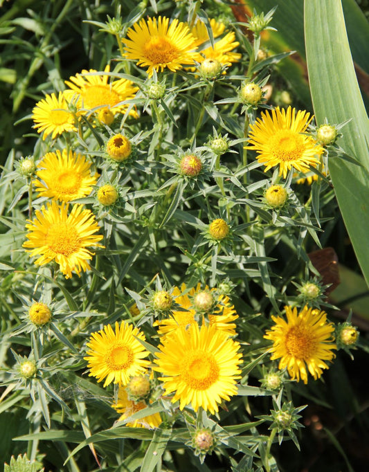 Inula ensifolia Schwertblättriger Alant