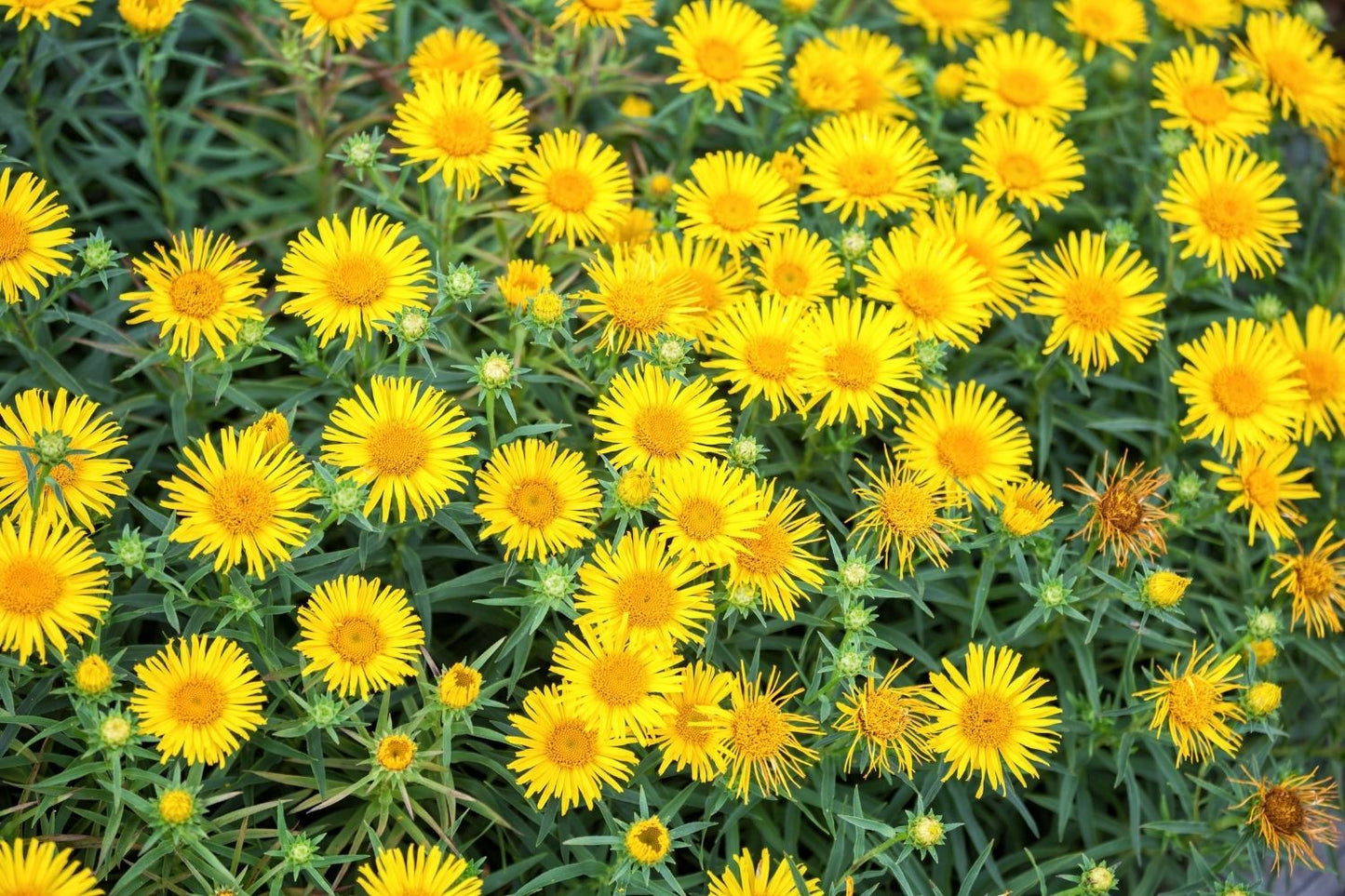 Inula ensifolia (Schwertblättriger Alant)