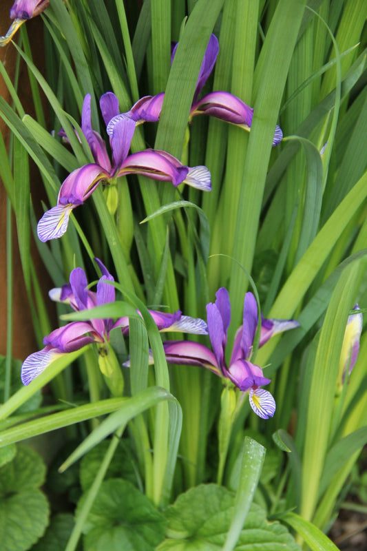 Iris graminea Grasblättrige Pflaumenduft-Schwertlilie
