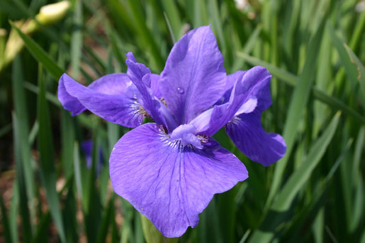 Iris sibirica 'Marilyn Holmes' Bartlose Garten-Schwertlilie