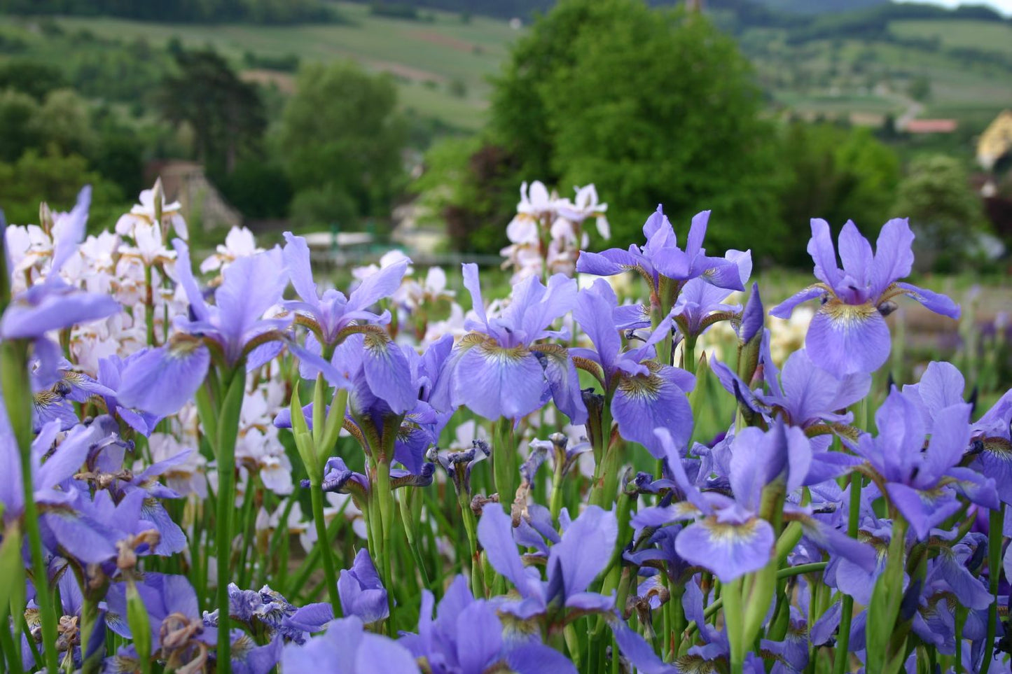 Iris sibirica 'My Love' Bartlose Garten-Schwertlilie
