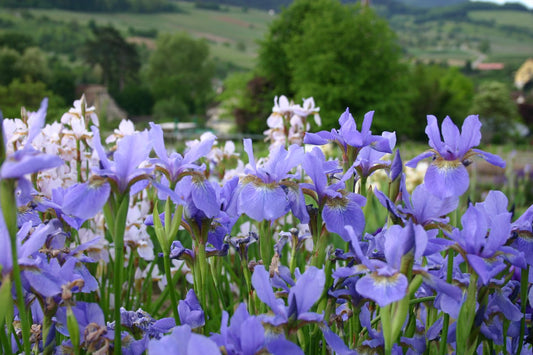 Iris sibirica 'My Love' Bartlose Garten-Schwertlilie