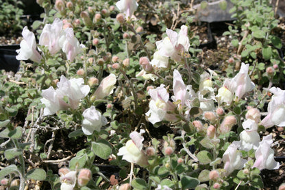 Antirrhinum hispanicum (Spanisches Löwenmäulchen)