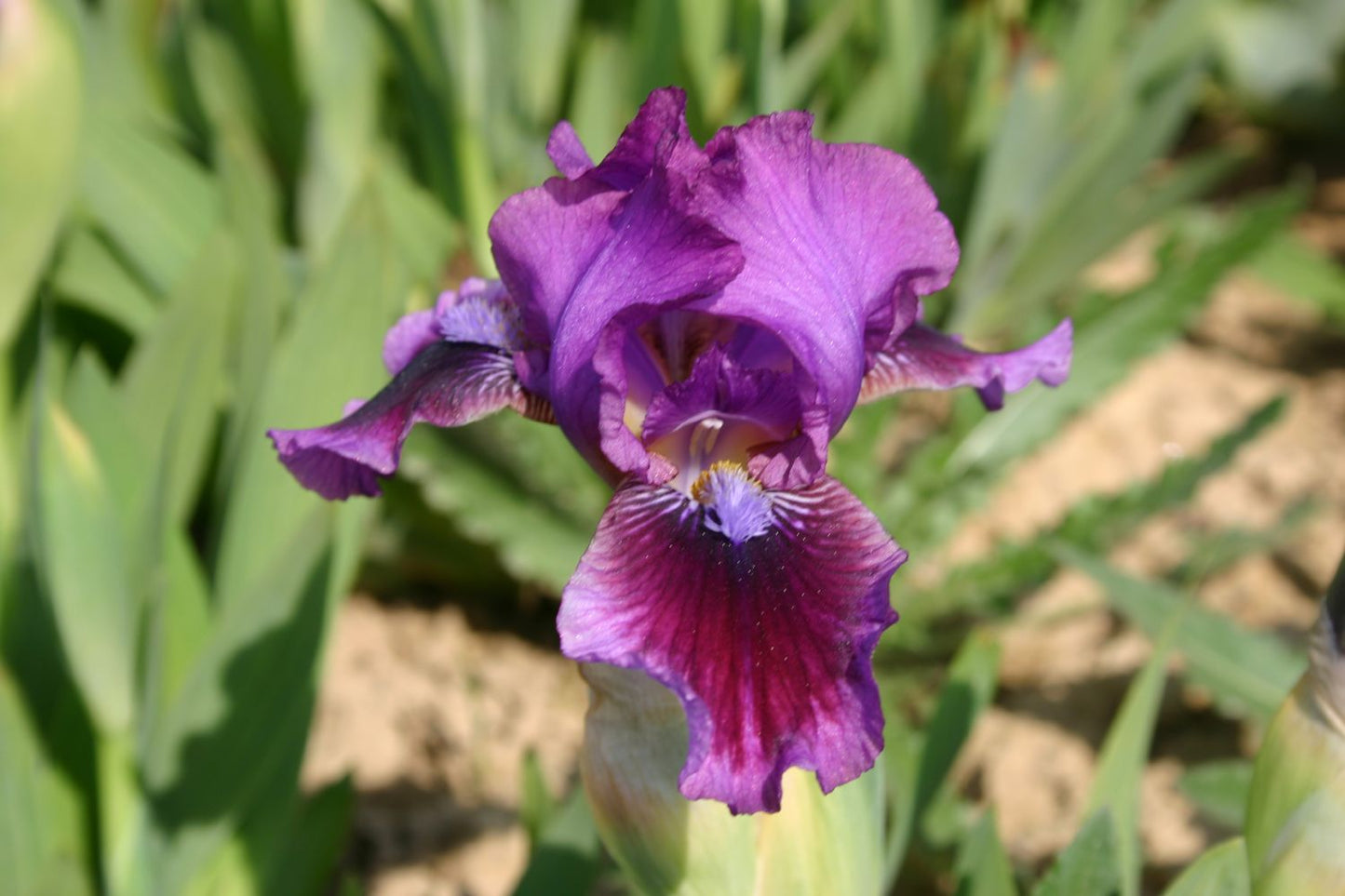 Iris Barbata-Nana 'Fairy Ballet' Zwergige Garten-Schwertlilie