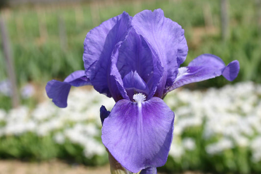 Iris Barbata-Nana 'Pepita' Zwergige Garten-Schwertlilie