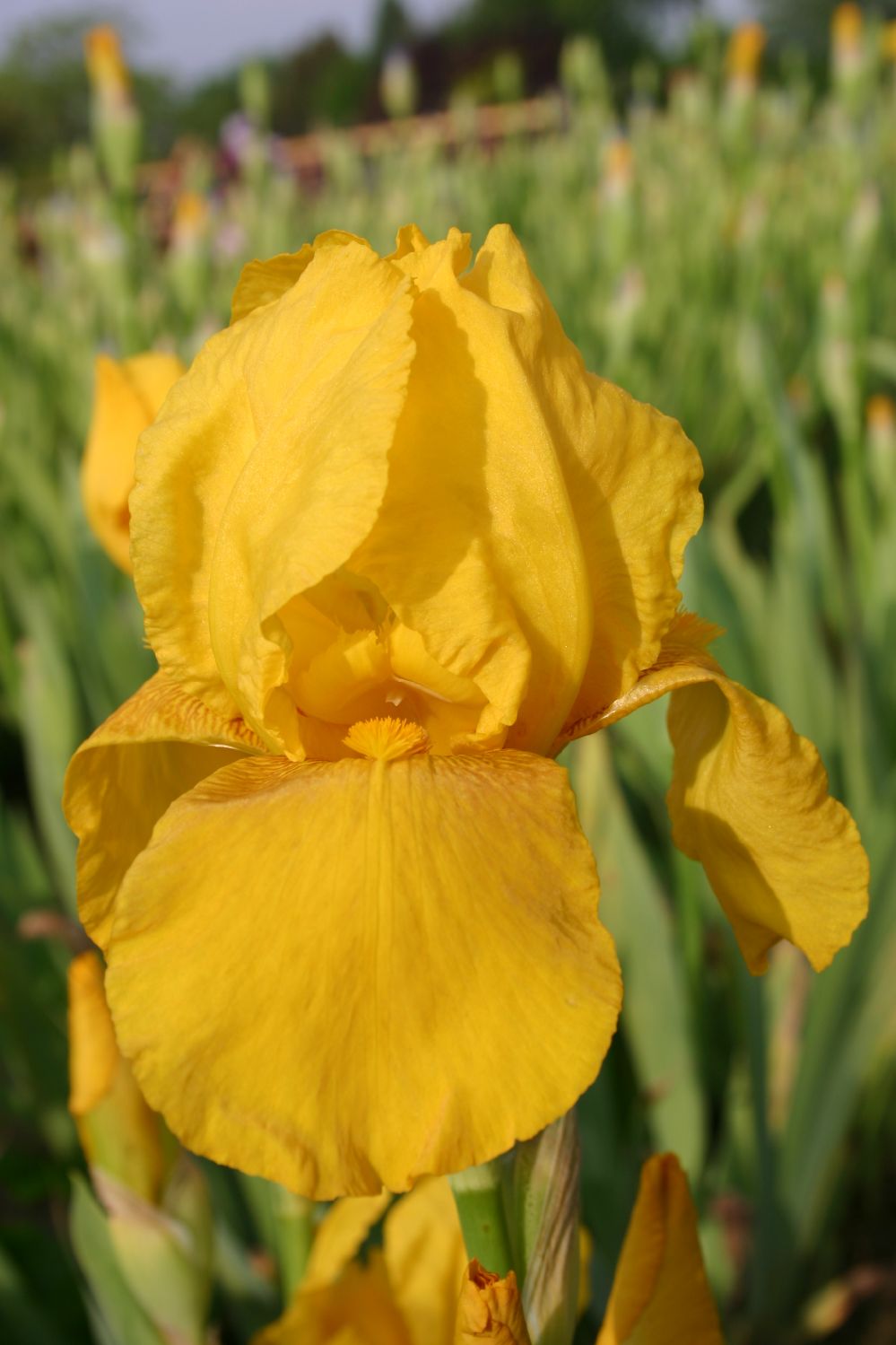 Iris Barbata-Elatior 'Granada Gold' Hohe Garten-Schwertlilie