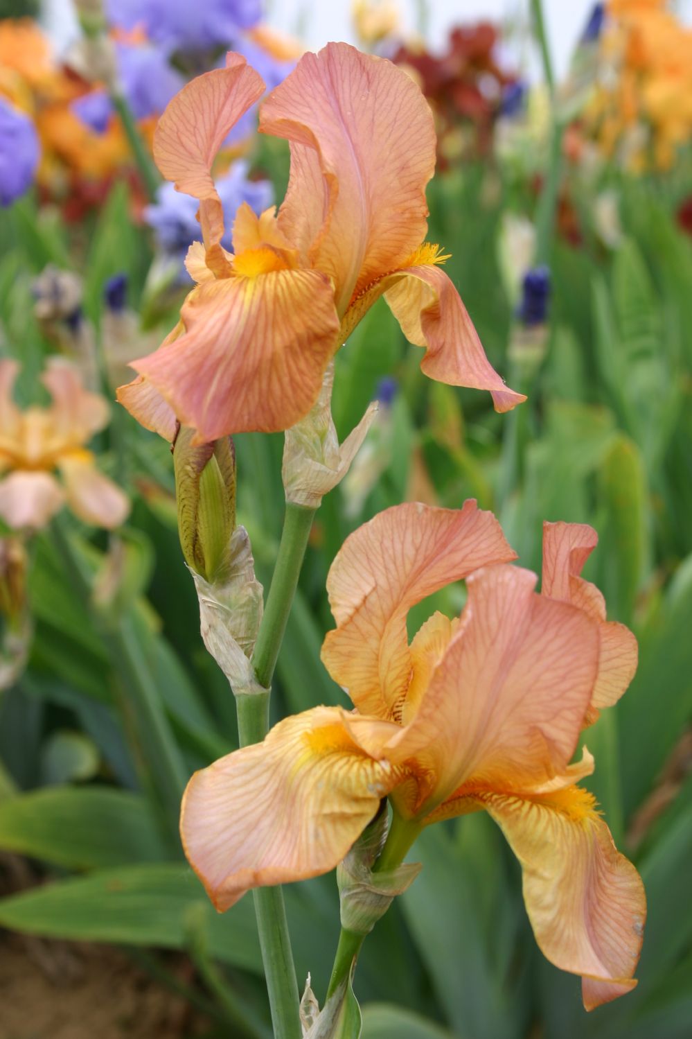 Iris Barbata-Elatior 'Impromptu' Hohe Garten-Schwertlilie