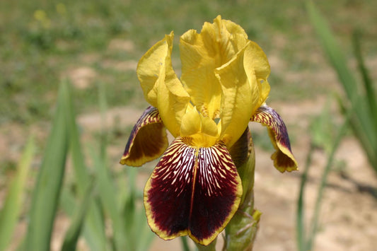 Iris Barbata-Elatior 'Kupferhammer' Hohe Garten-Schwertlilie