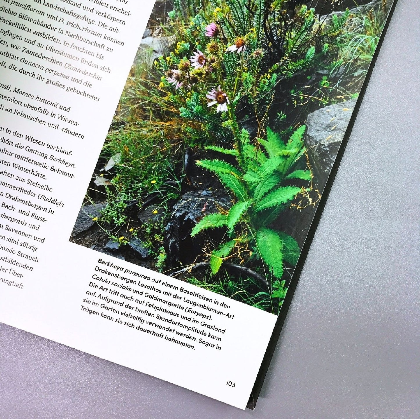 Wild Garden (Sven Nürnberger)