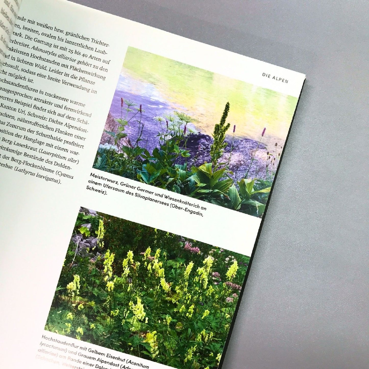 Wild Garden (Sven Nürnberger)