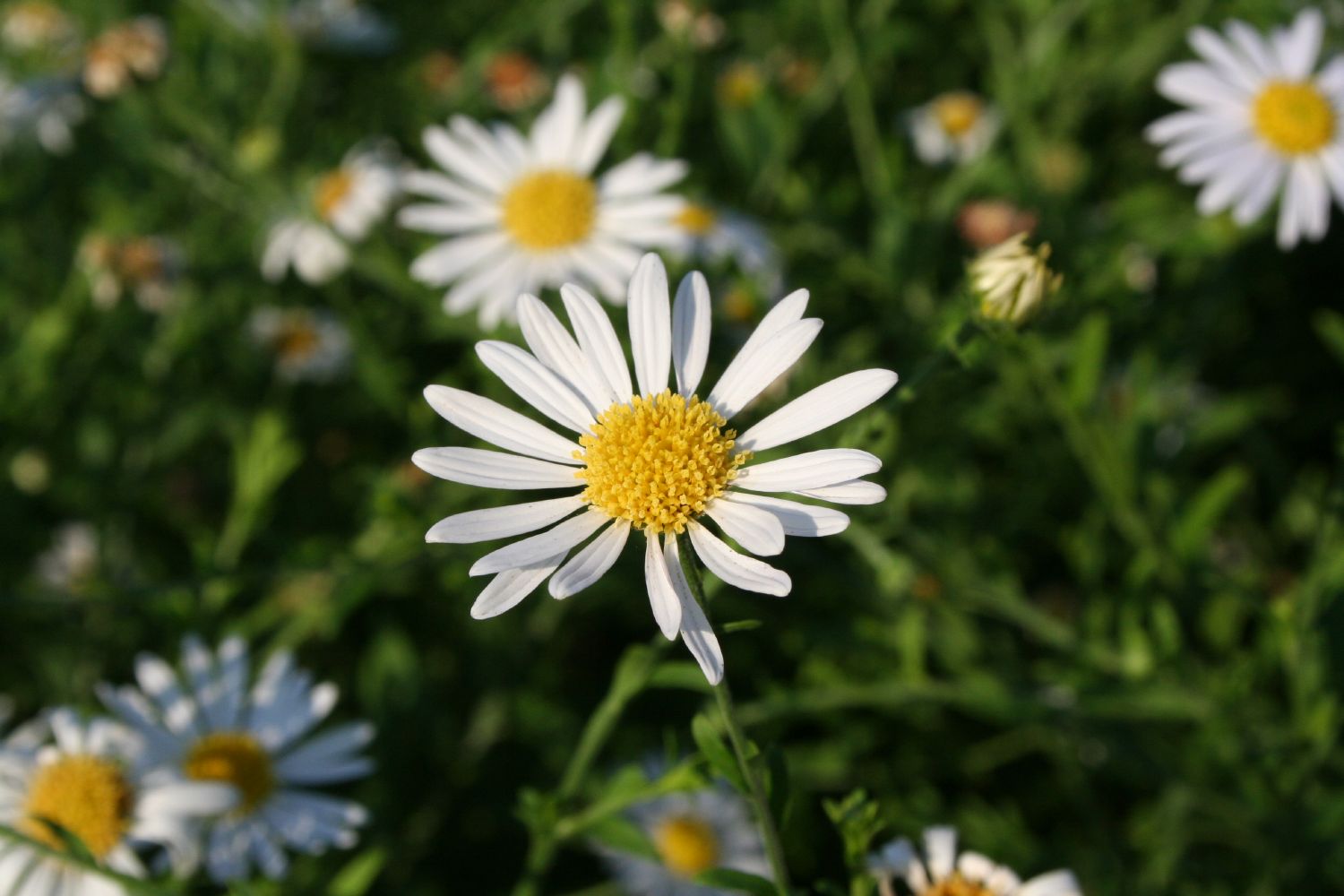 Kalimeris incisa Eingeschnittene Schönaster