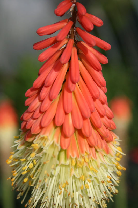 Kniphofia uvaria 'Royal Standard' Fackellilie