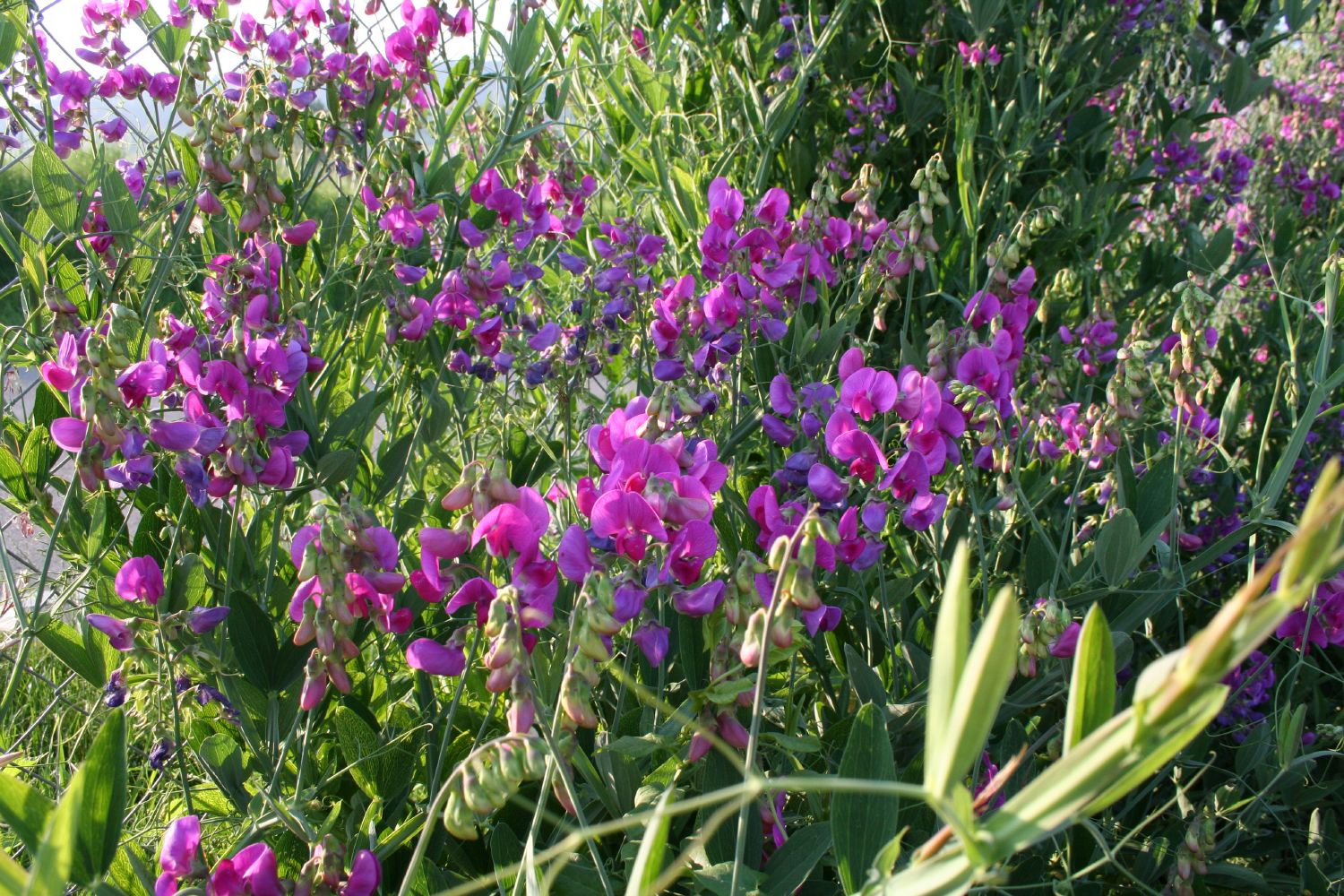 Lathyrus latifolius 'Rosa Perle' Platterbse | Gartenwicke