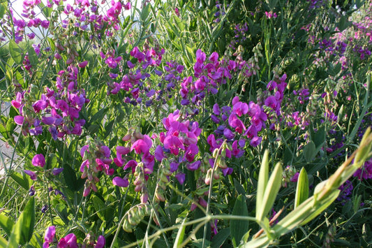 Lathyrus latifolius 'Rosa Perle' Platterbse | Gartenwicke
