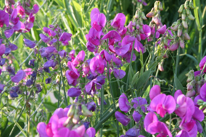 Lathyrus latifolius 'Rosa Perle' (Platterbse | Gartenwicke)