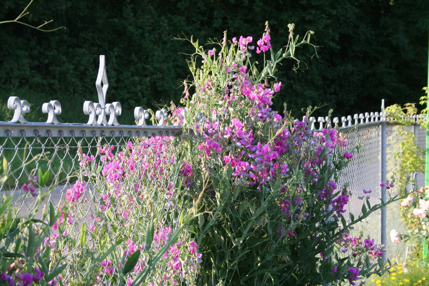 Lathyrus latifolius 'Rosa Perle' (Platterbse | Gartenwicke)