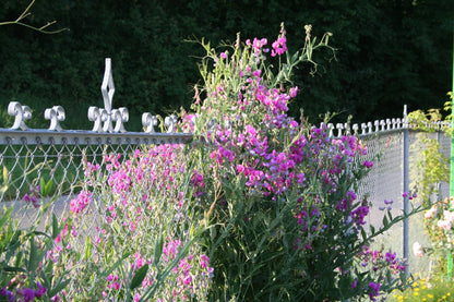 Lathyrus latifolius 'Rosa Perle' (Platterbse | Gartenwicke)