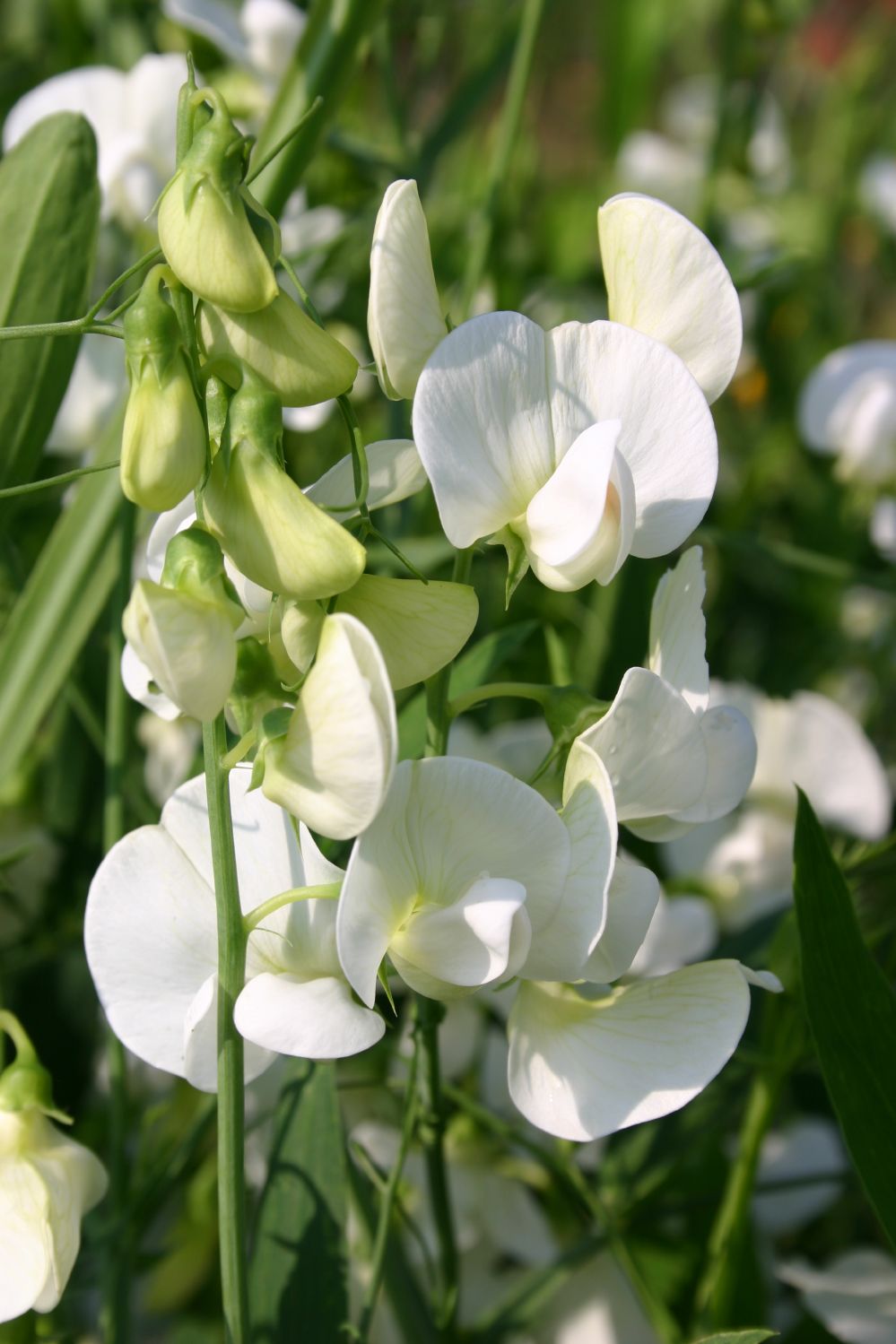 Lathyrus latifolius 'Weiße Perle' Garten-Platterbse