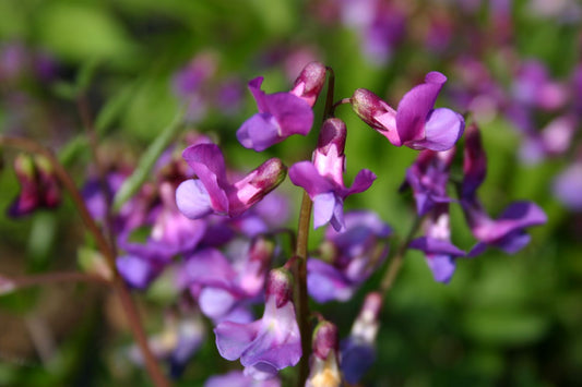 Lathyrus vernus Frühlings-Platterbse