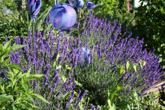 Lavandula angustifolia 'Dwarf Blue' Zwergiger Garten-Lavendel