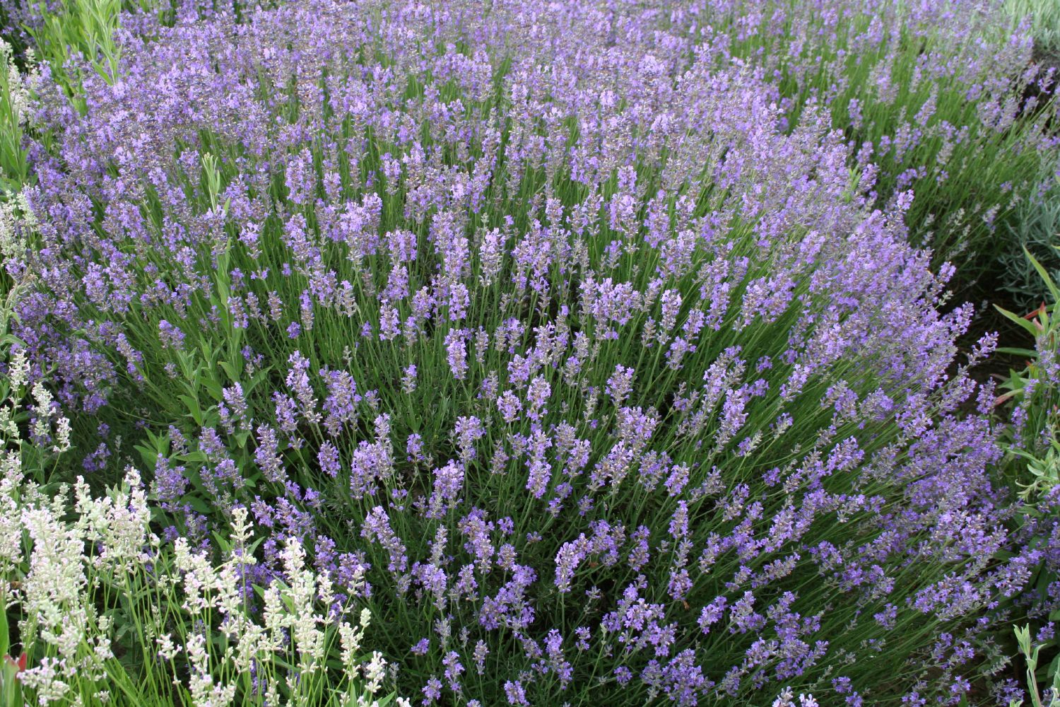 Lavandula angustifolia 'Munstead' Lavendel