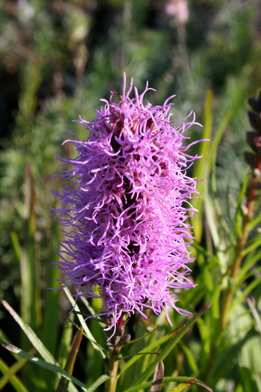 Liatris spicata 'Kobold' Ährige Prachtscharte