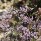 Limonium latifolium Breitblättriger Steppenschleier